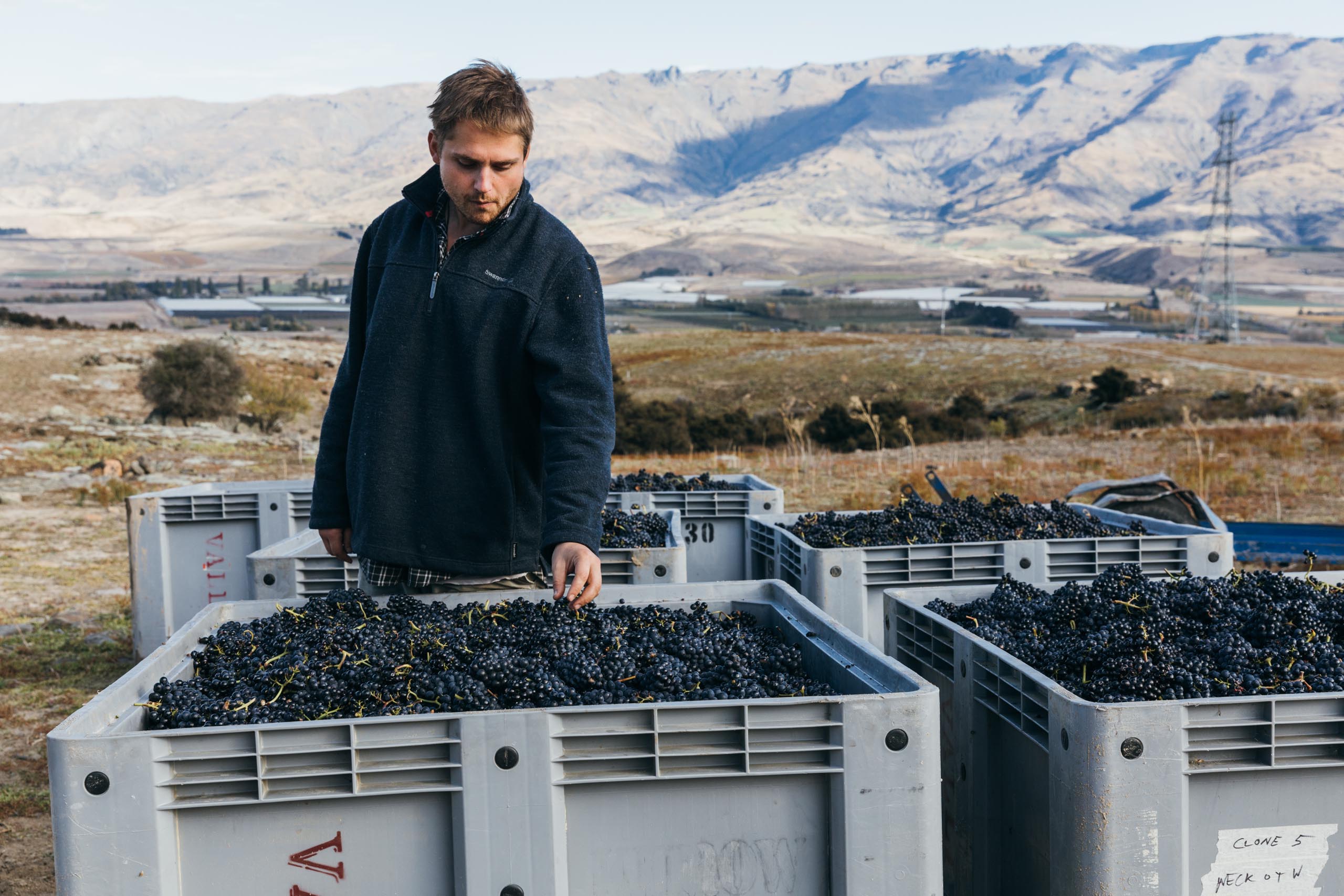 Donald checking the pinot grapes of Moko Hills winery in Central Otago